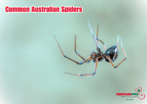 Common Australian Spiders