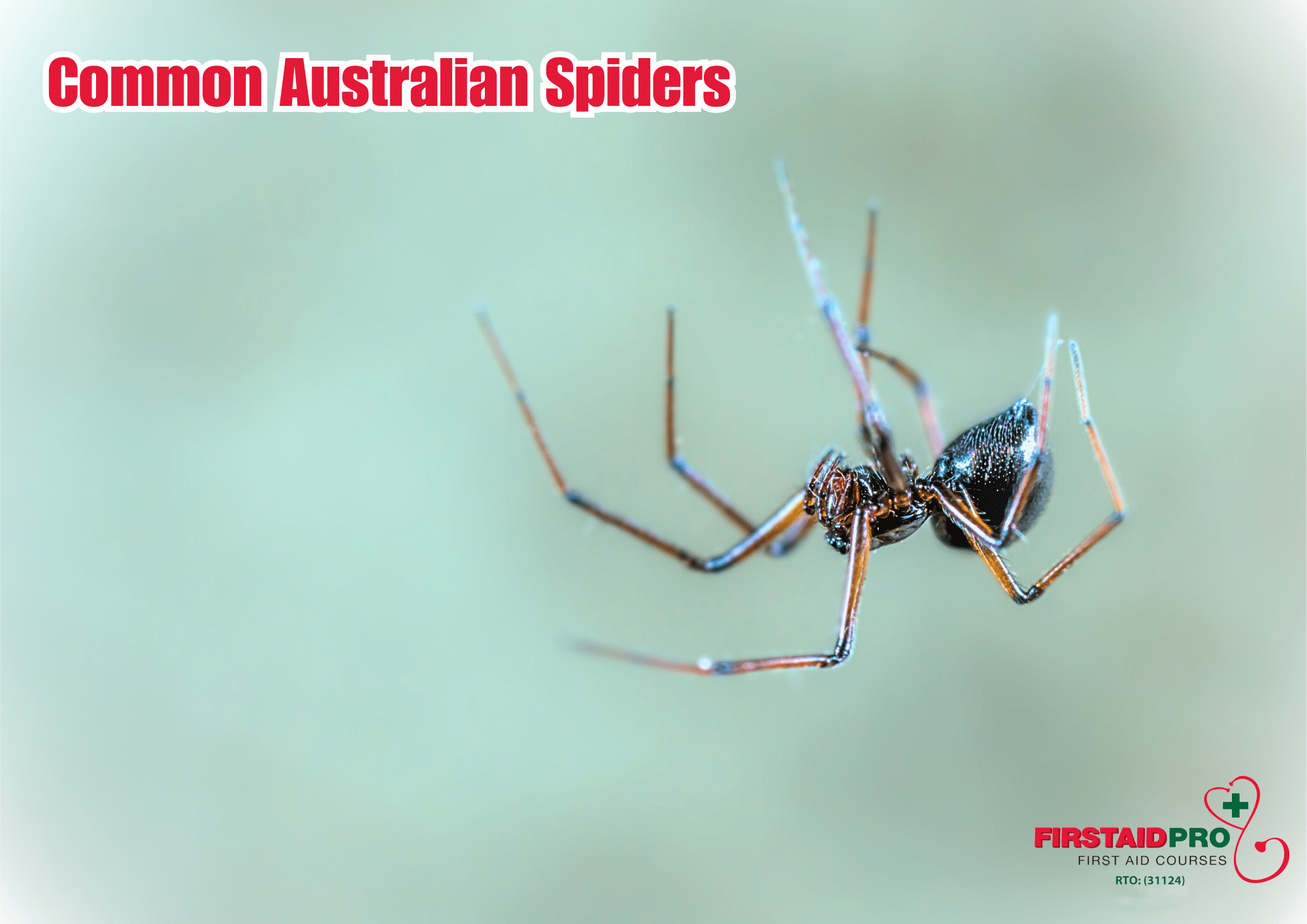 Common Australian Spiders