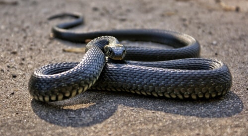 Snake Bite First Aid