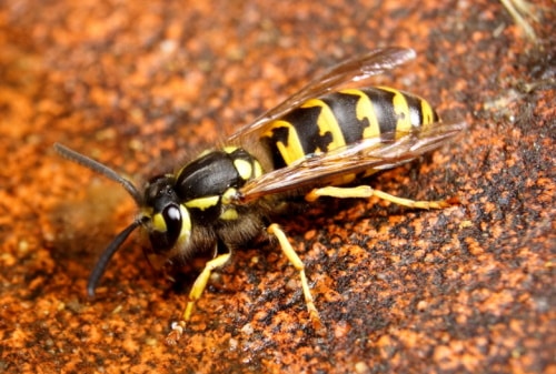 European Wasp