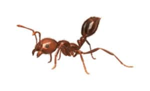 Fire Ant