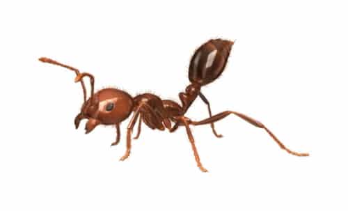 Fire Ant