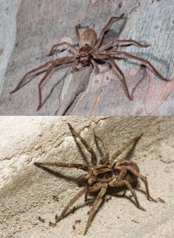 Huntsman vs Wolf Spider