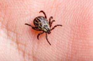 Paralysis Ticks