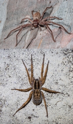 Hunstman vs Wolf Spider