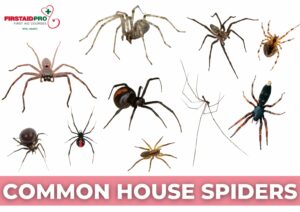 Common Australian Spiders