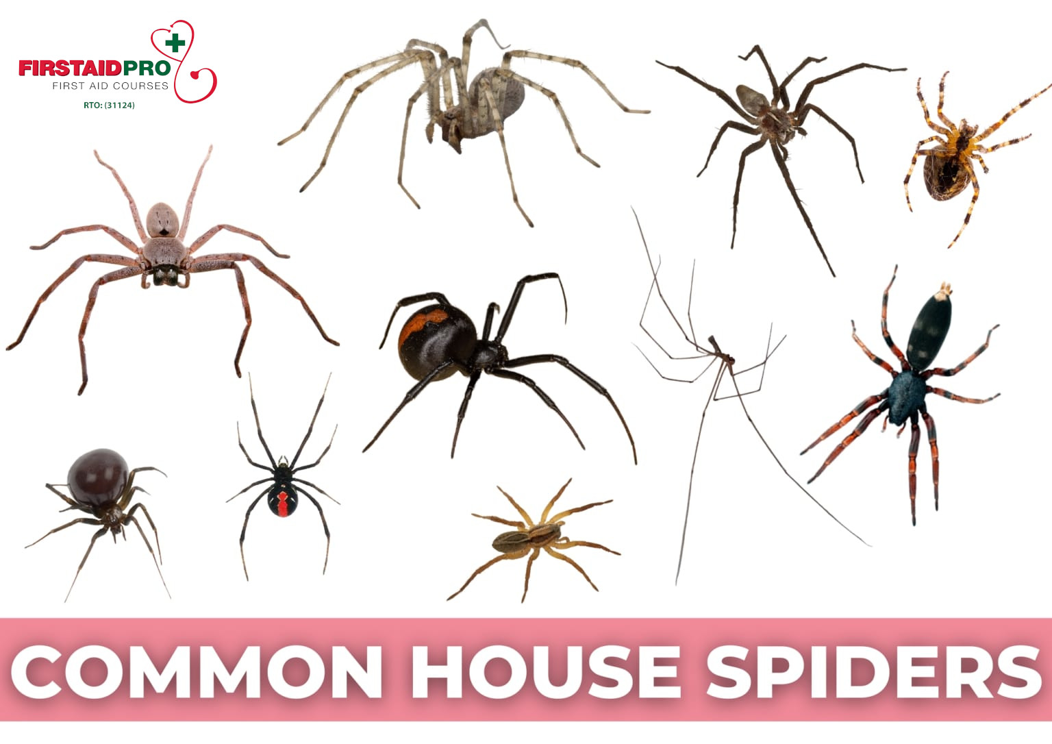 Common Australian Spiders