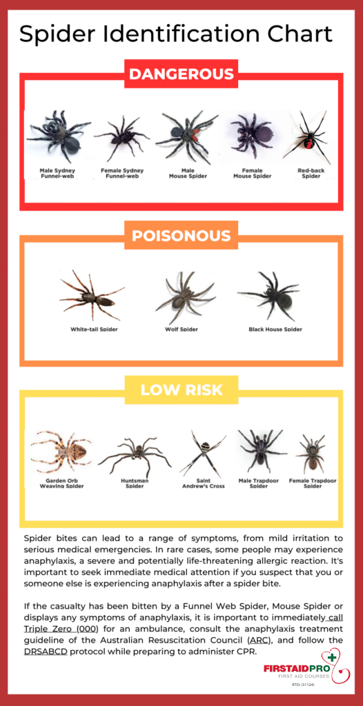 Spider Identification Chart