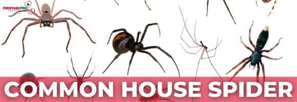 COMMON AUSTRALIAN SPINER