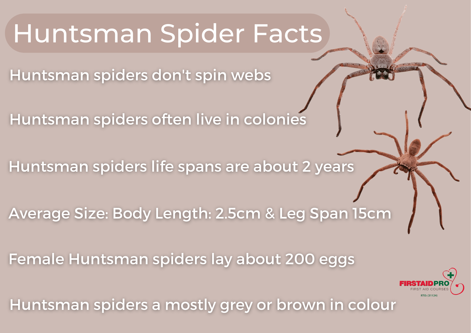 Huntsmen Spider Faces