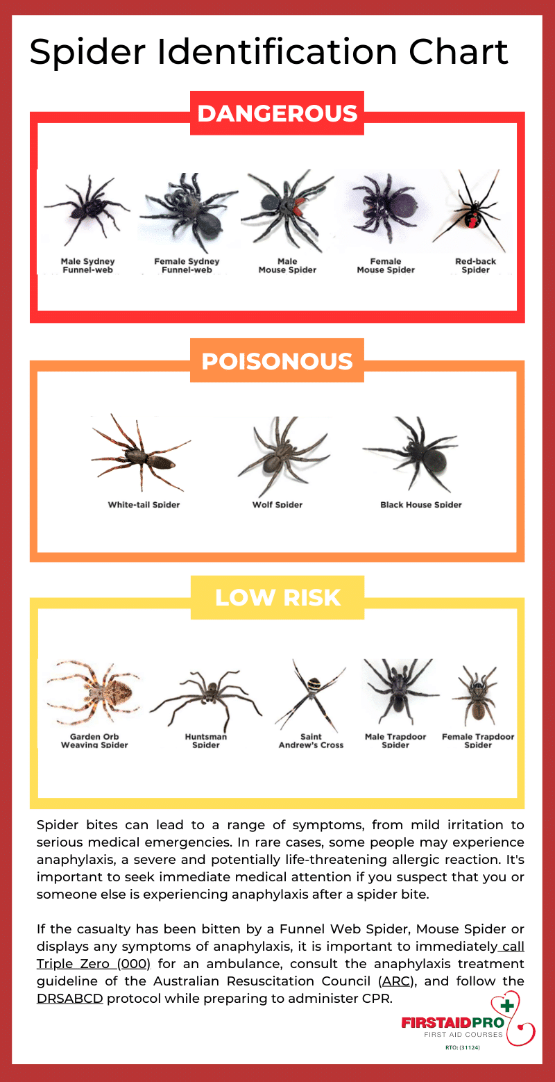 First Aid Pro Spider Identification Chart