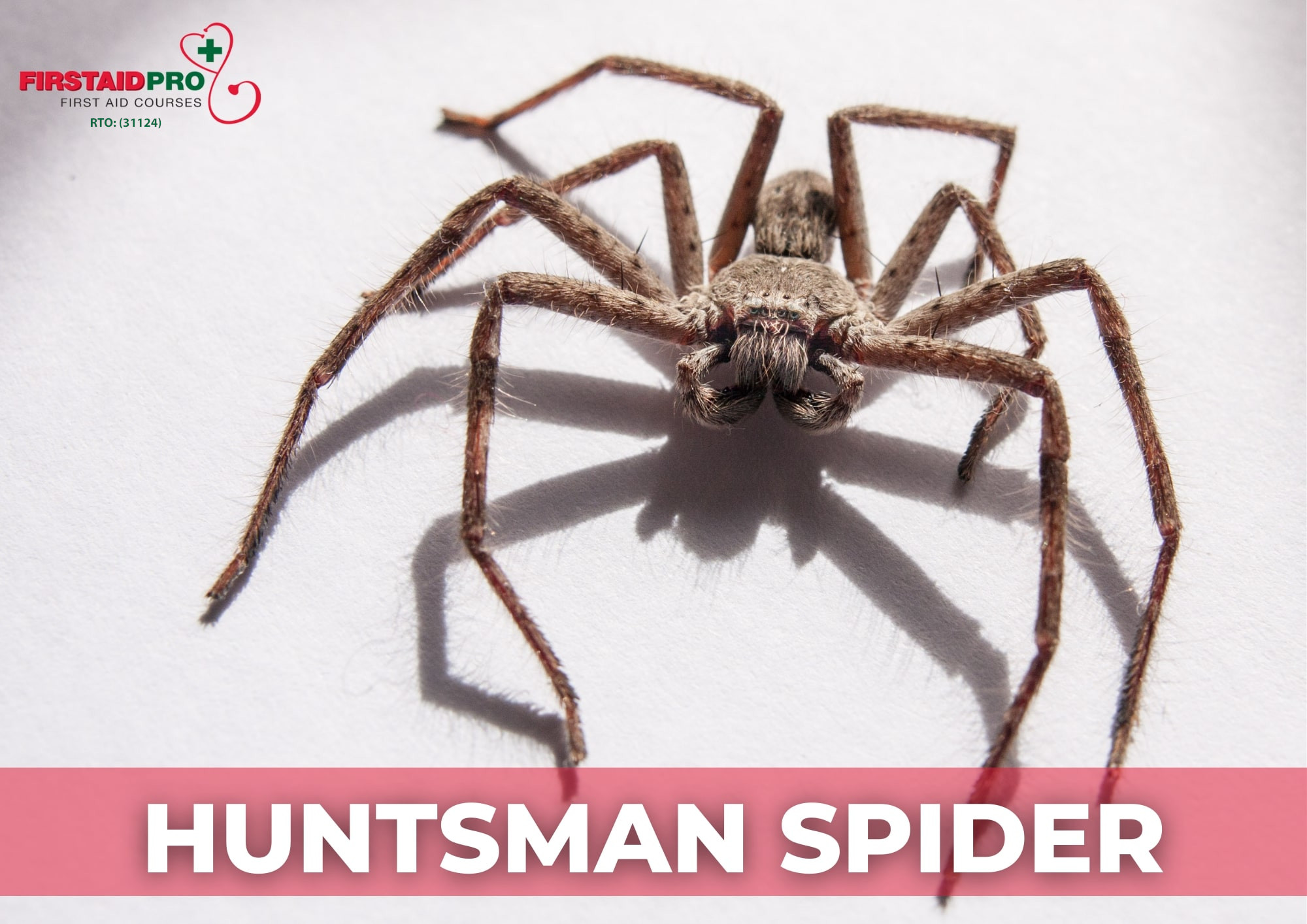 Huntsman Spider