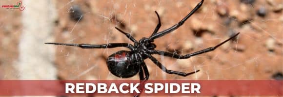 REDBACK SPIDER BITE