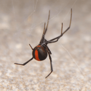Redback Spider