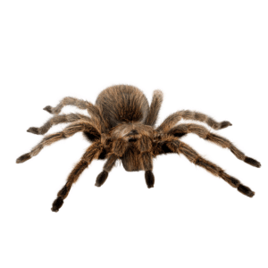 Tarantula 