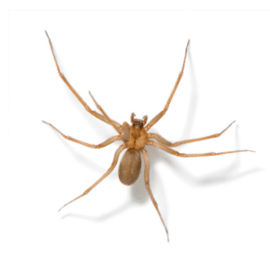 Recluse Spider