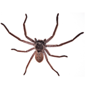 Huntsman Spider