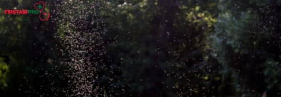 First Aid For Midge Bites