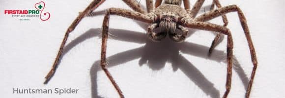 Huntsman spider