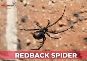 redback Spider 1