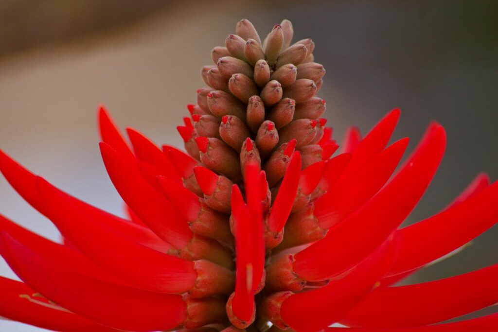 Coral tree (Erythrina genus)