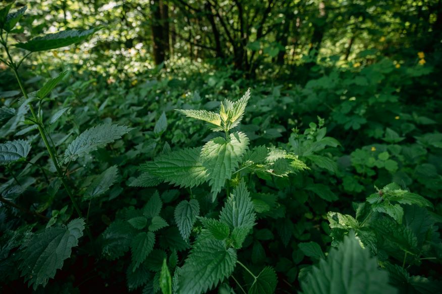 twigs of wild plant nettle or stinging nettle