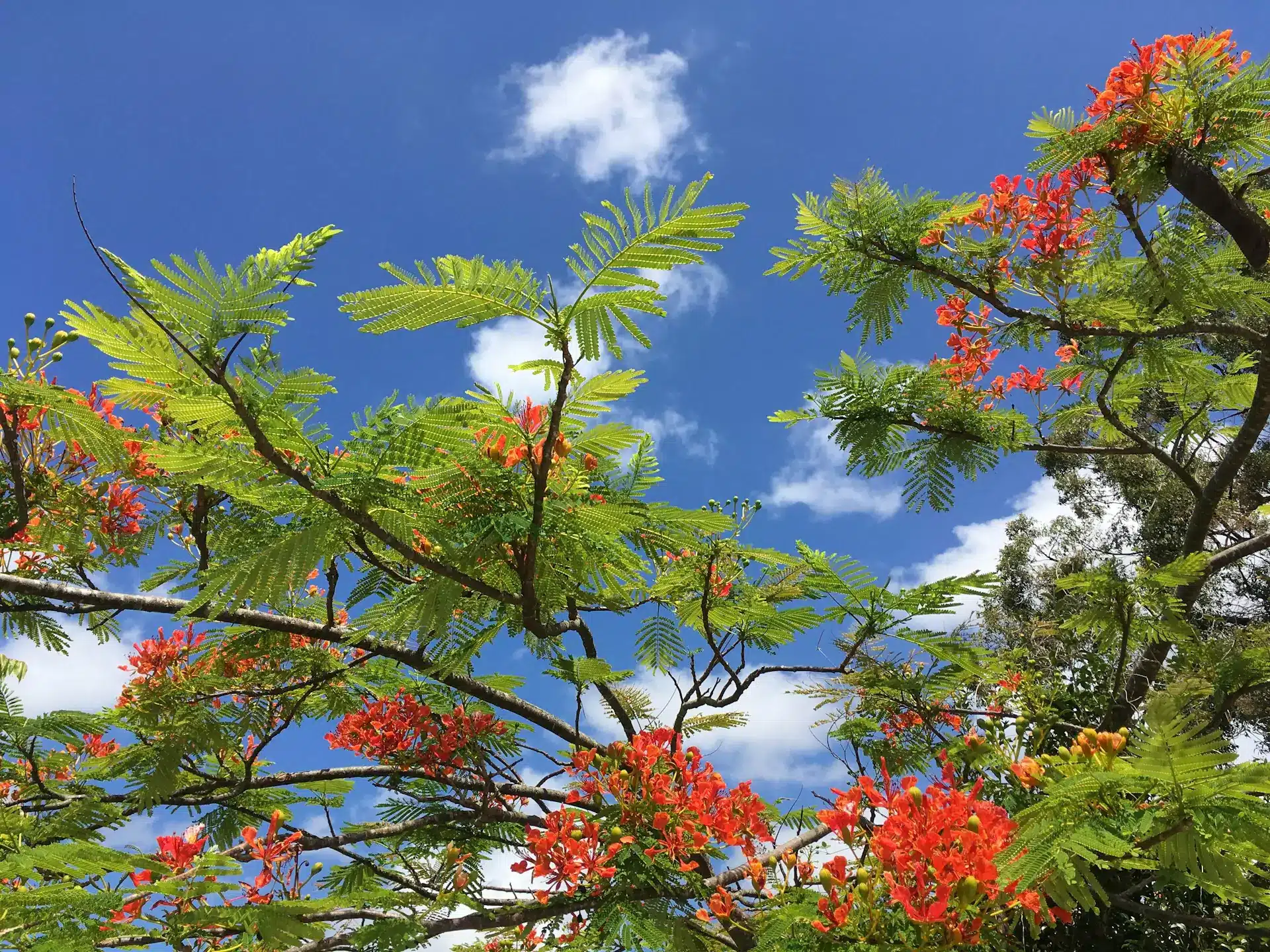 A Poinciana tree with vibrant red flowers and green leaves against a blue summer sky