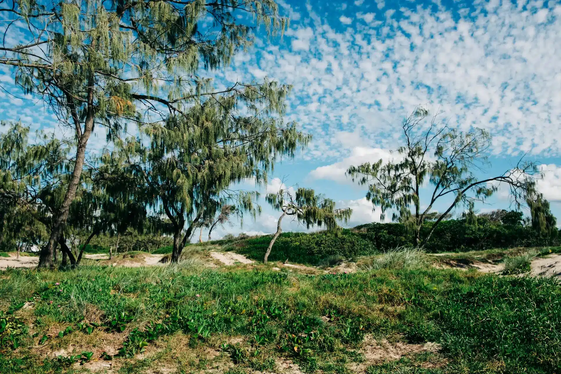 Beachside bush on a summer day under a blue sky with scattered clouds