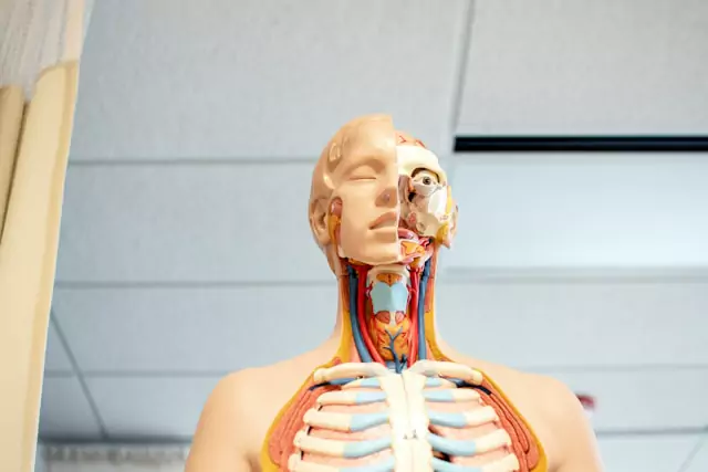 A model of a human body with a skeleton, showcasing the structure and form of the human anatomy.