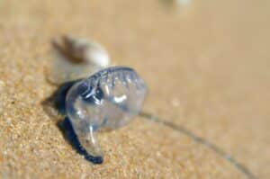Blue bottle on the beach
