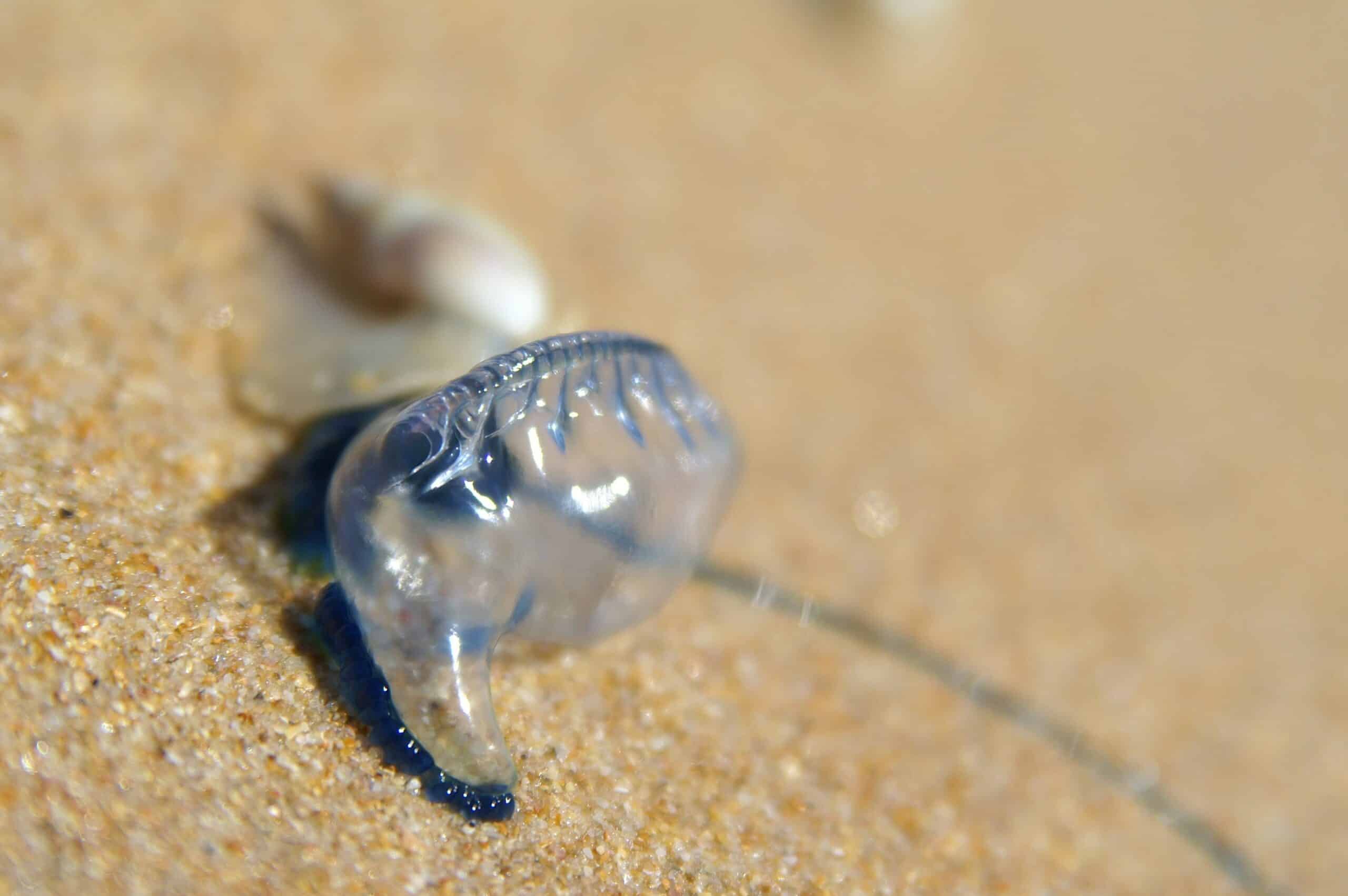 Blue bottle on the beach