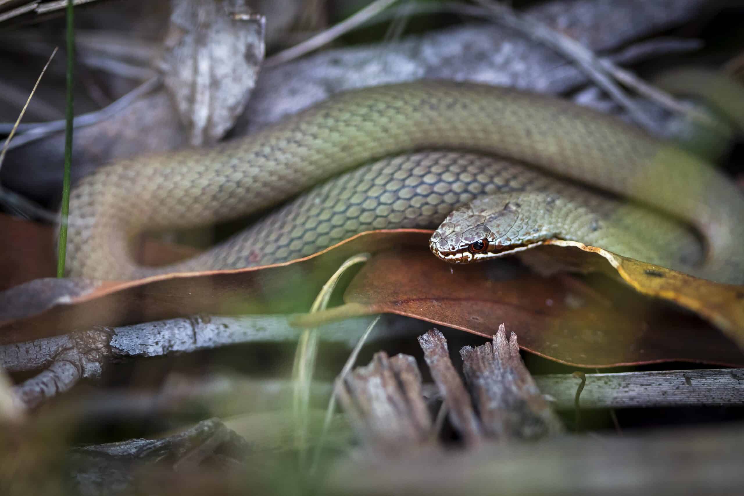 A white-lipped snake (Drysdalia coronoides) resting among leaf litter on Bruny Island, Tasmania.