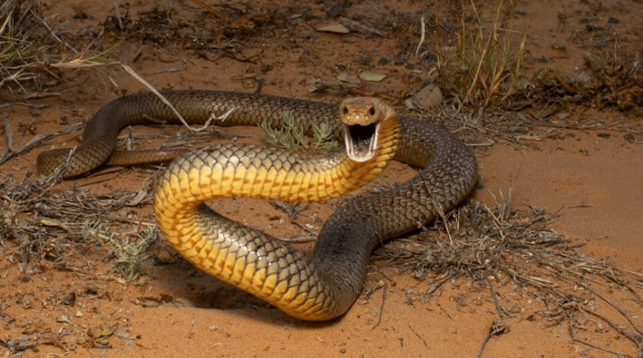 Eastern Brown Snake