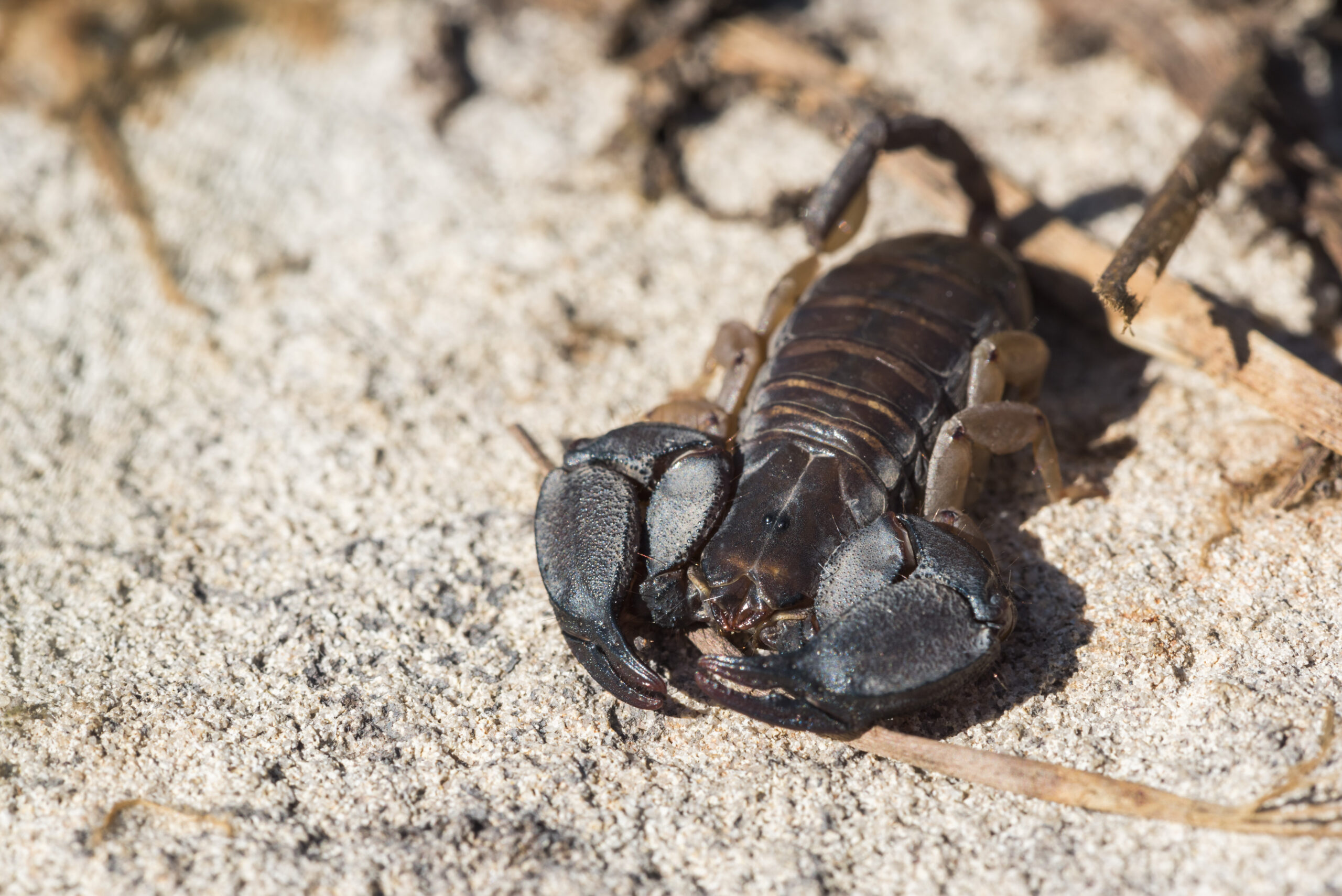 how to treat a scorpion sting