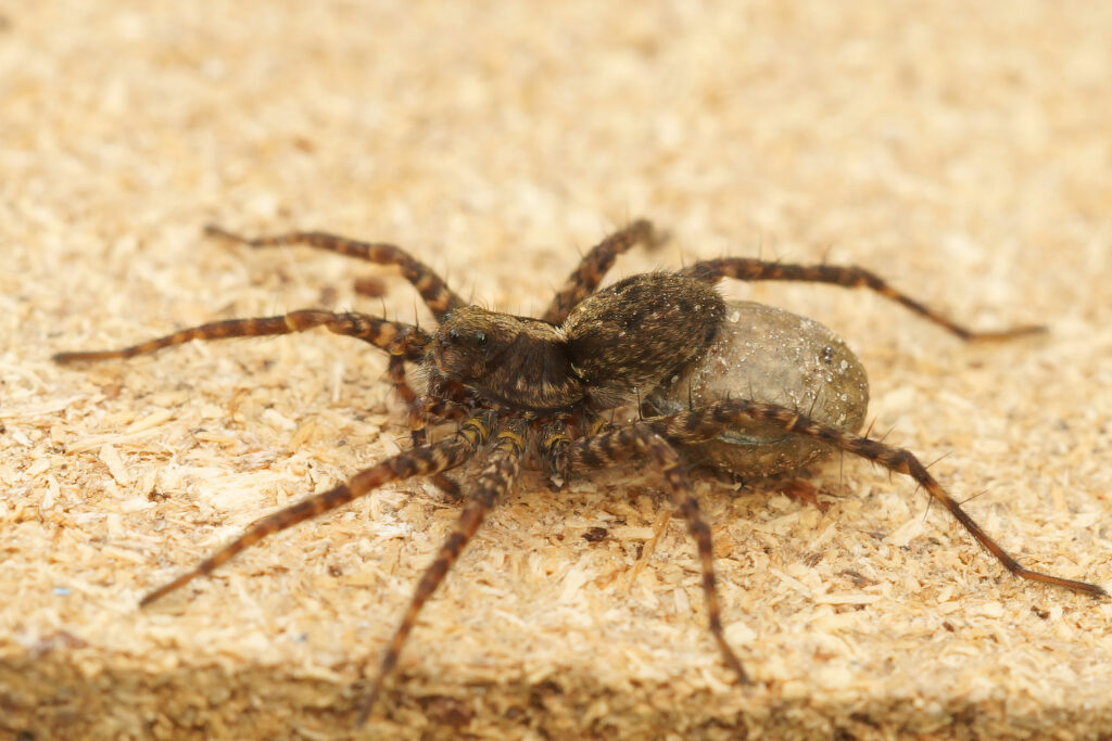 wolf spider bitet treatment