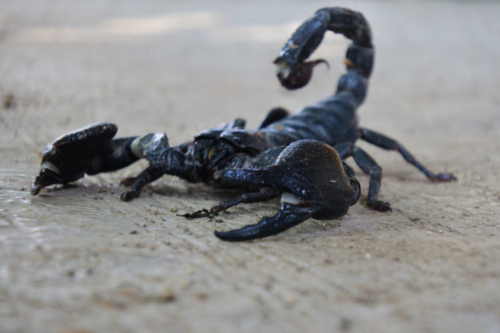 treat a scorpion sting at home