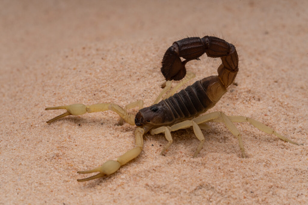 treat a scorpion sting in the wild