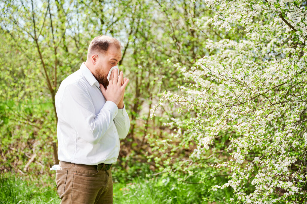 Man allergic suffering from seasonal allergy at spring, sneezing and blowing nose with handkerchief.