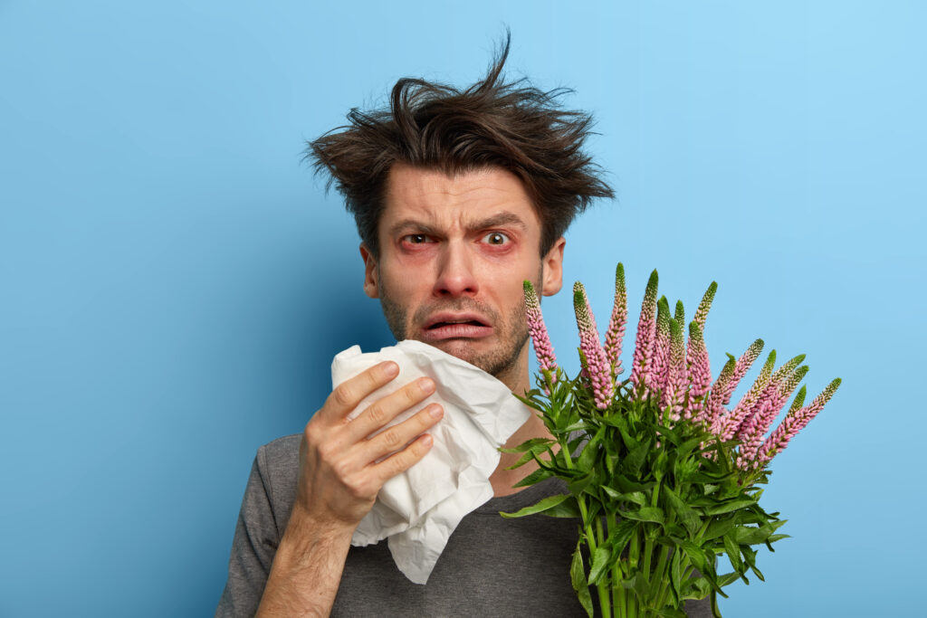 Unhappy sick European man suffers from rhinitis and allergy, sneezes in napkin, has problems with breathing, holds blooming plant, looks frustrated at camera, poses over blue background, feels unwell