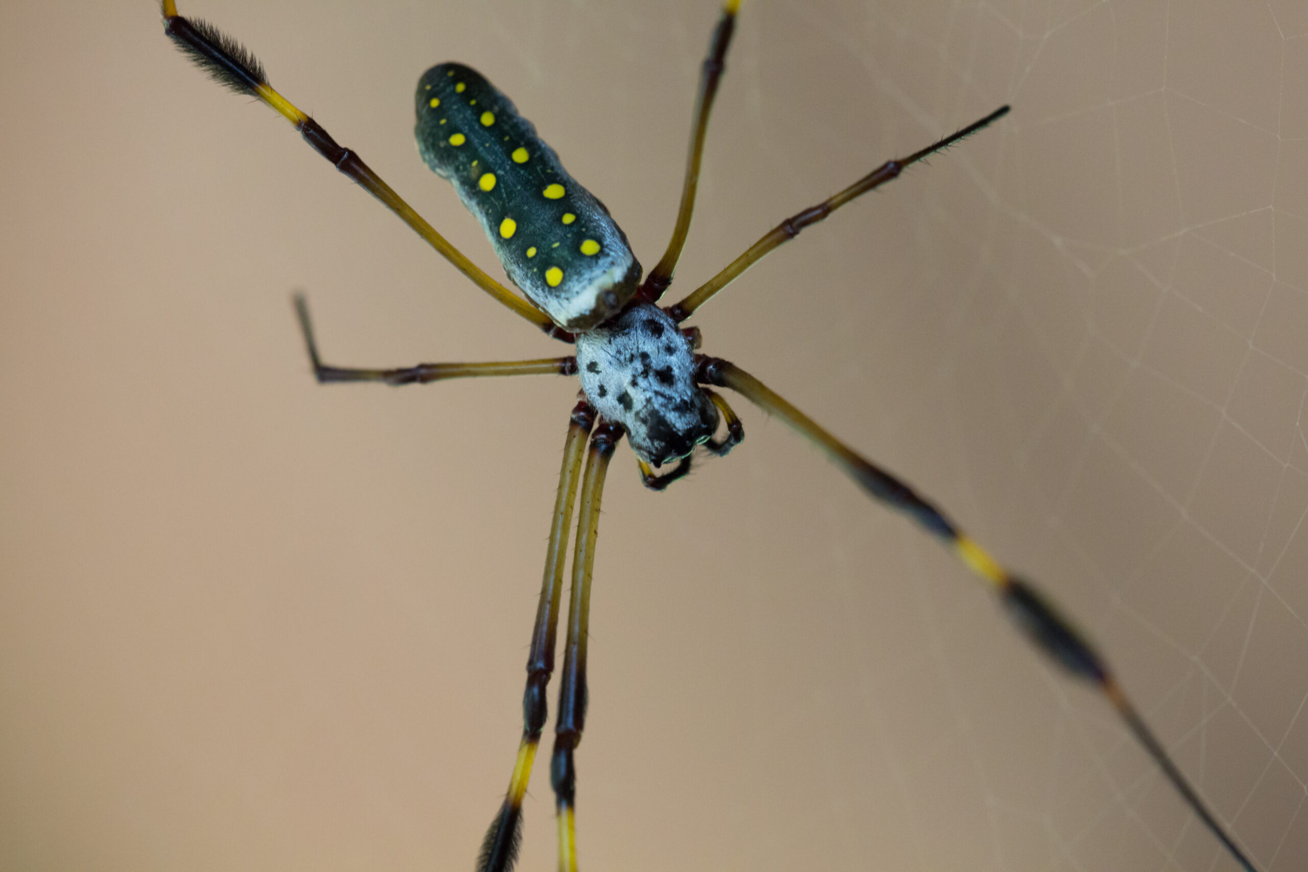 Golden Orb Spider garden orb weaving spider