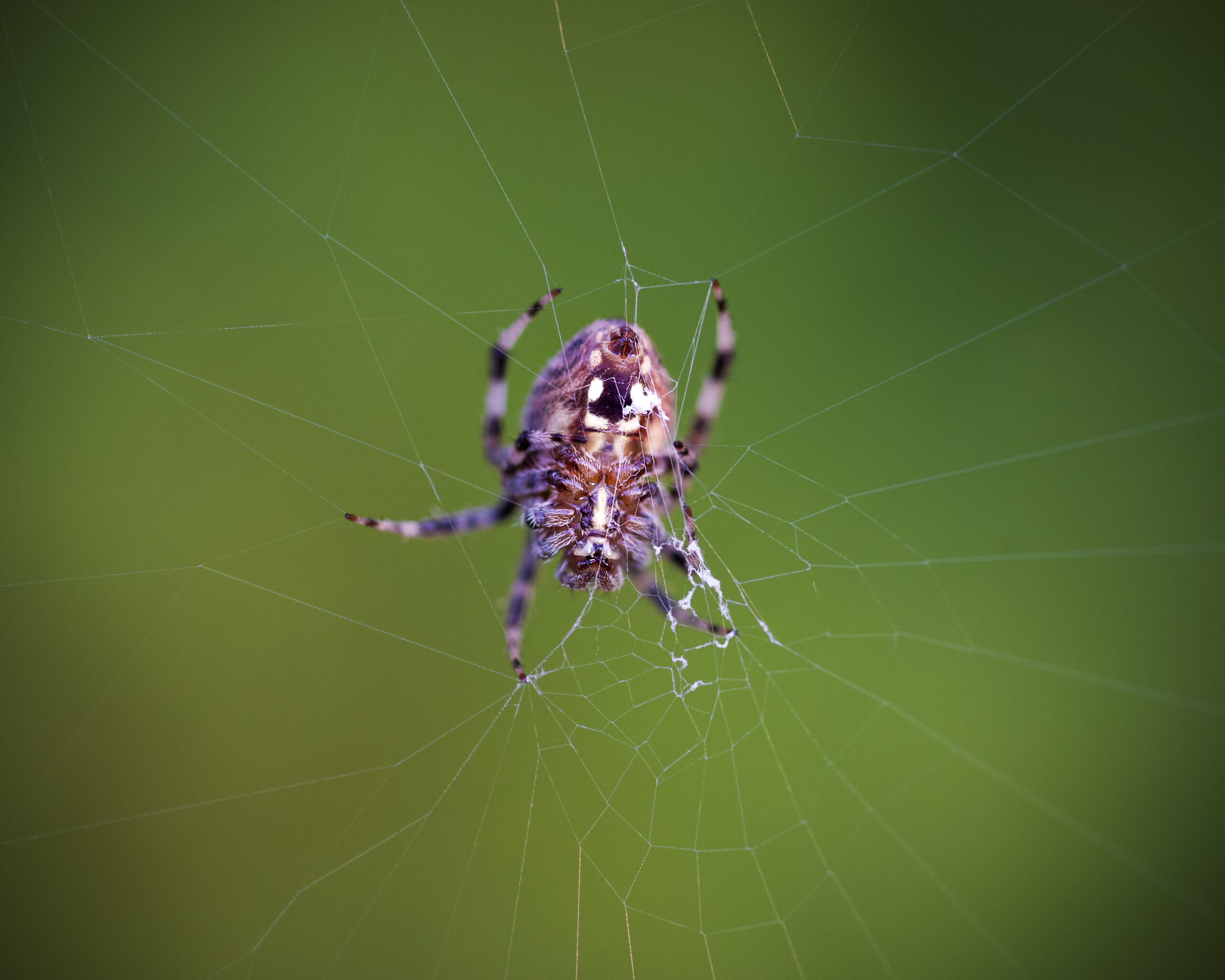 A macro shot of a orb weaver spider spinning its web.