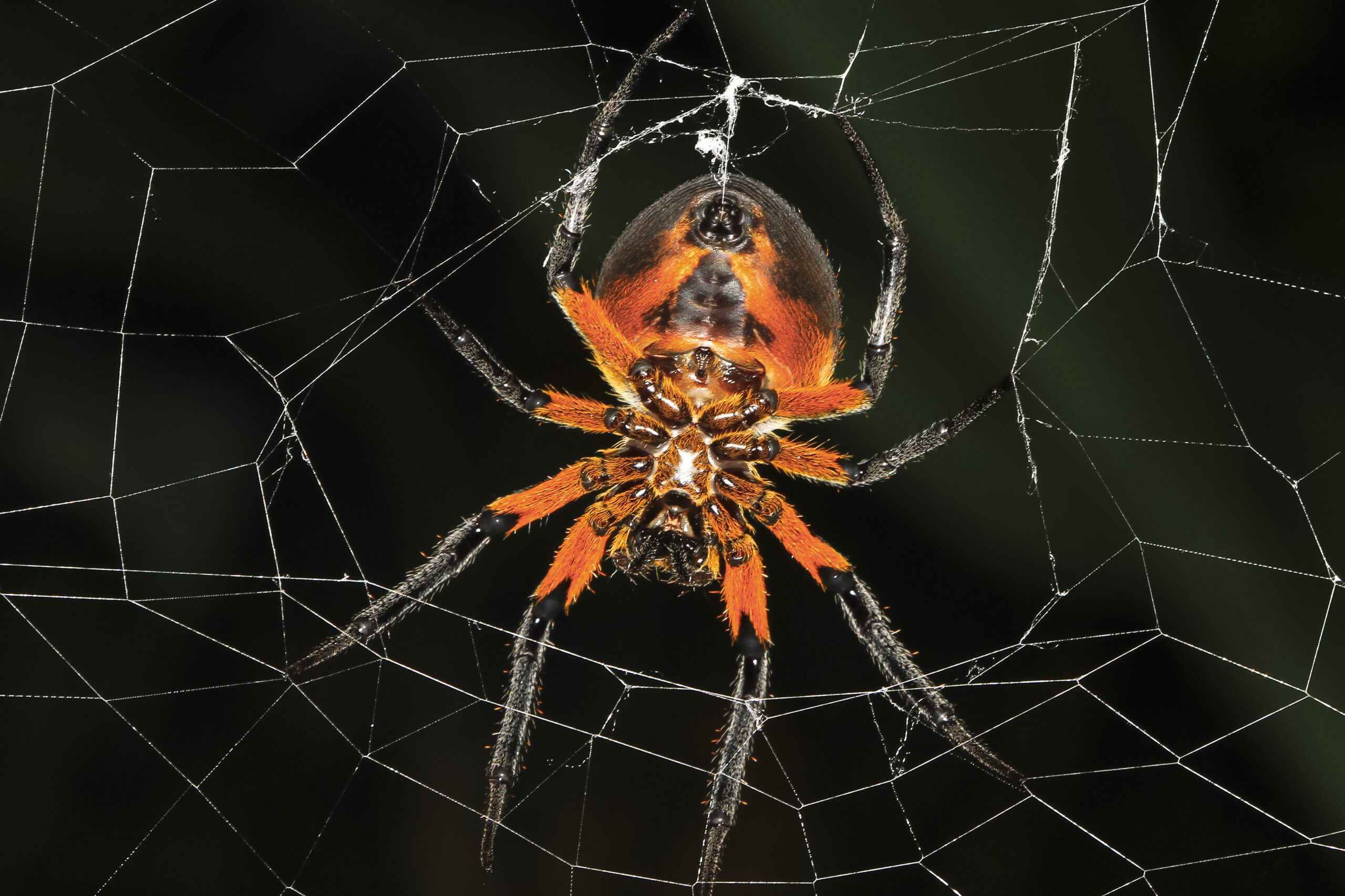 A tropical red and black orb-weaving spider (Eriophora fuliginea) on its web in Talamanca, Costa Rica.