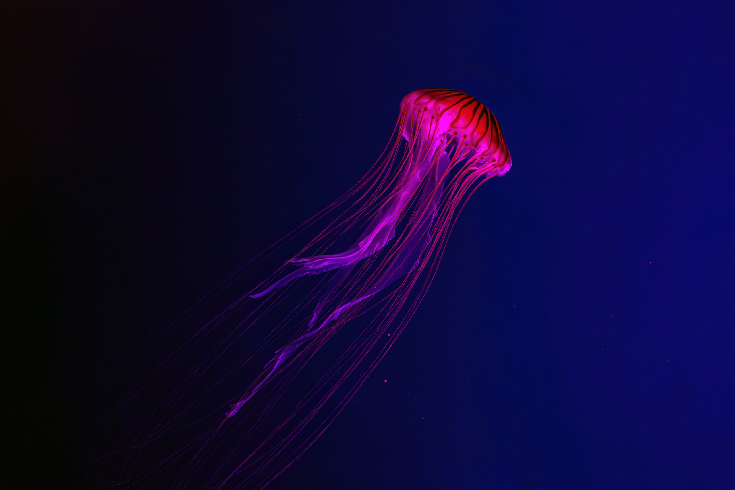 Fluorescent jellyfish swimming underwater aquarium pool with red neon light. The Japanese sea nettle chrysaora pacifica in blue water, ocean. Theriology, biodiversity, undersea life, aquatic organism