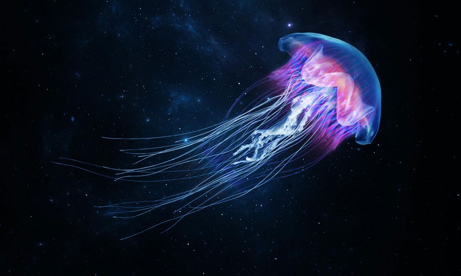 Home Remedies for Jellyfish Stings