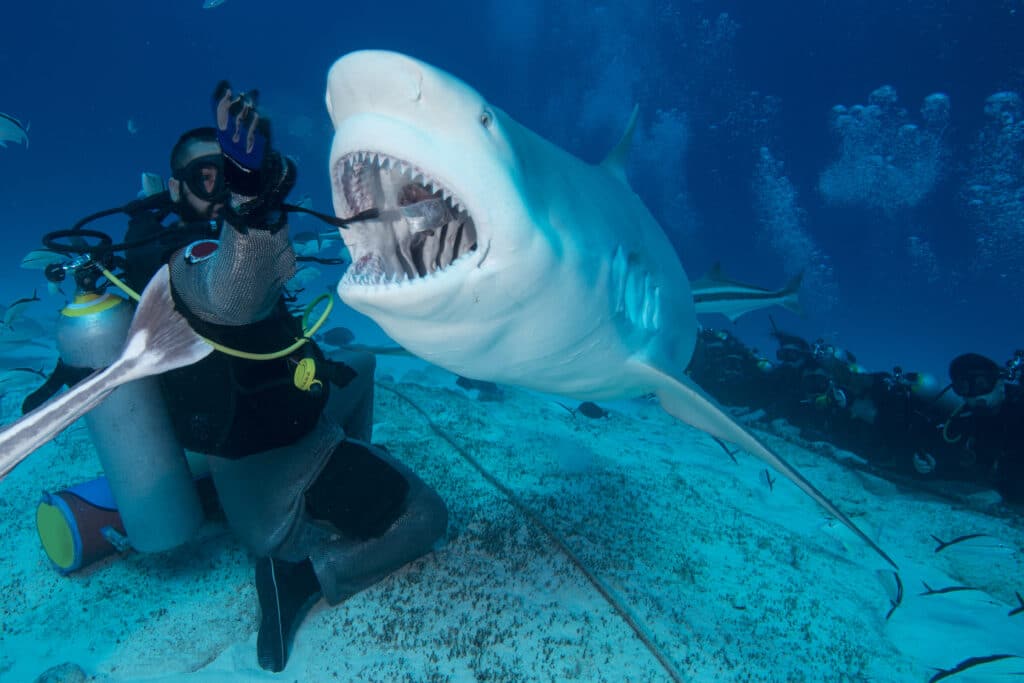Dive master hand feeding female bull shark, Playa del Carmen, Quintana Roo, Mexico