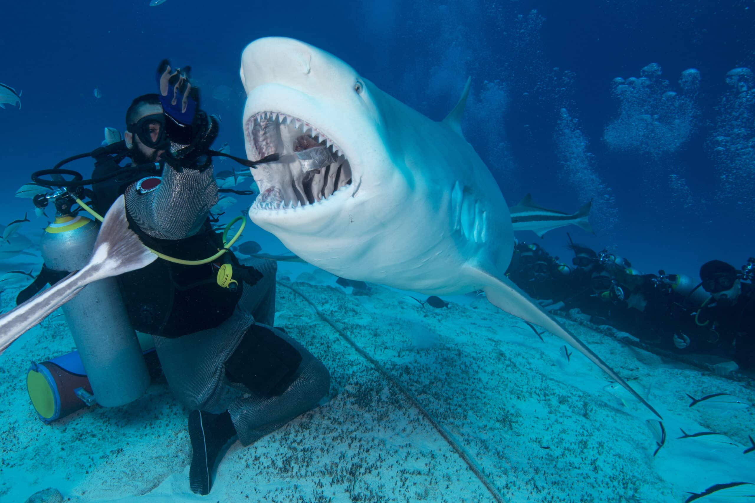 Dive master hand feeding female bull shark, Playa del Carmen, Quintana Roo, Mexico