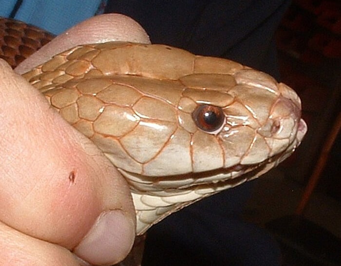 Mulga snake bite response