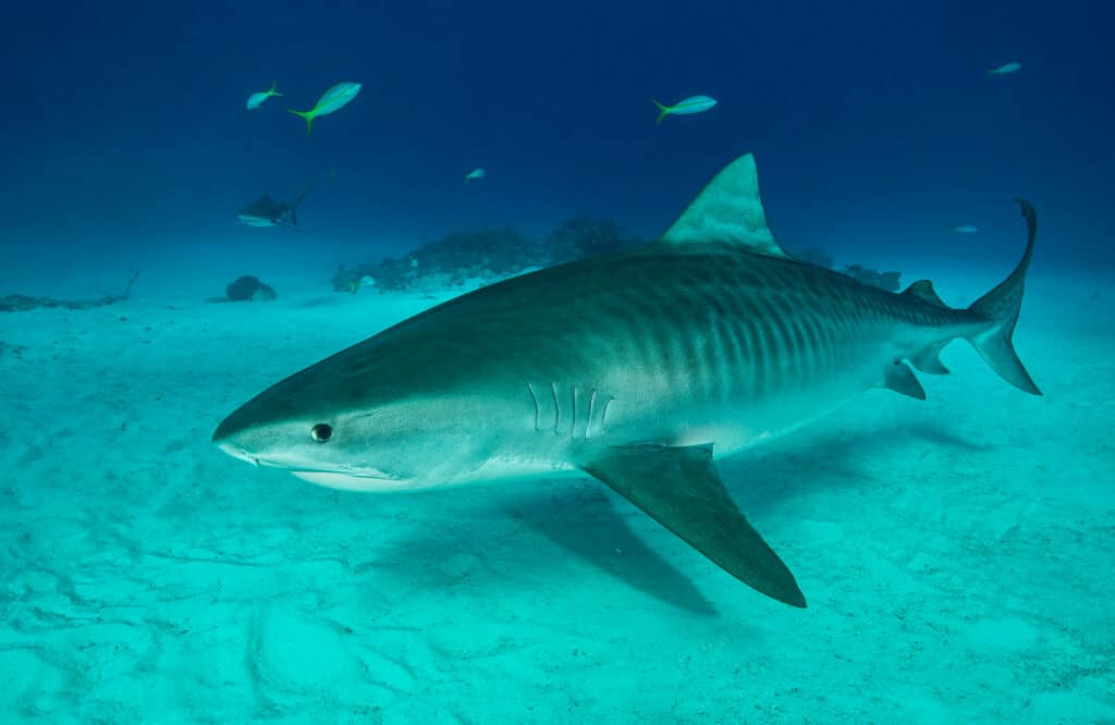 Tiger shark