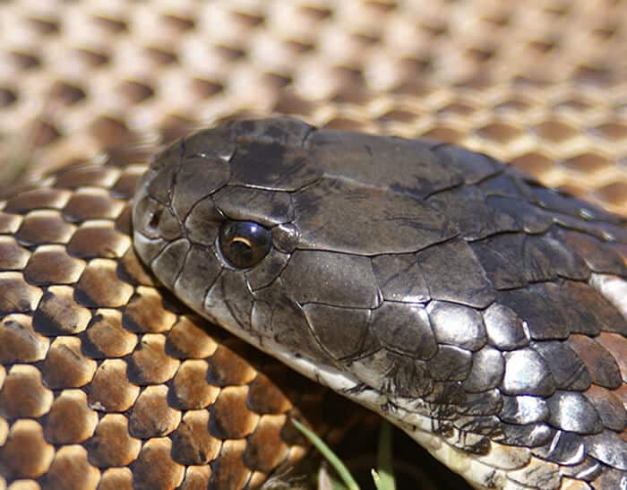 Tiger snake
