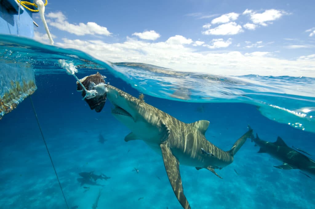 Underwater view of lemon shark near surface